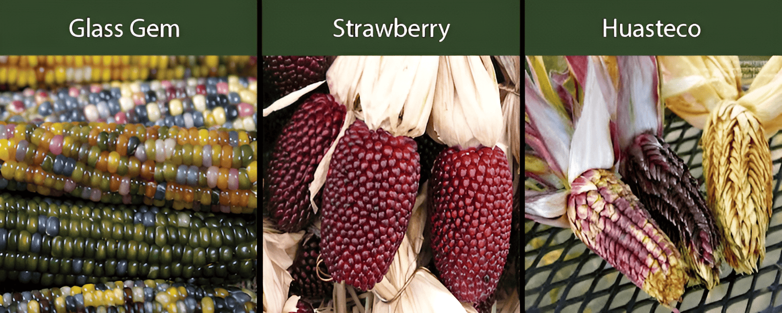 glass gem corn strawberry corn huasteco corn varieties